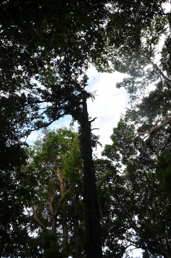 Floresta ao redor do El Tucuche, a segunda mais alta montanha da ilha de Trinidad